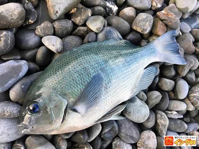 渚釣りの釣果メジナ